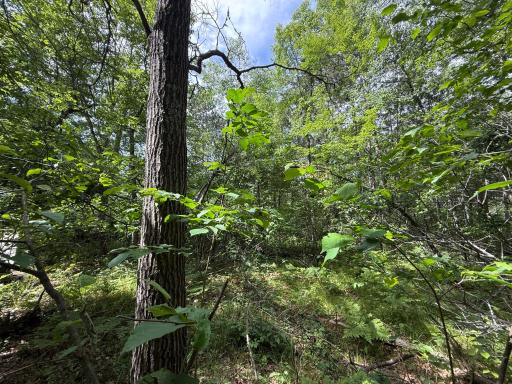 2360 Island Lake Road, Barnes, WI 54873