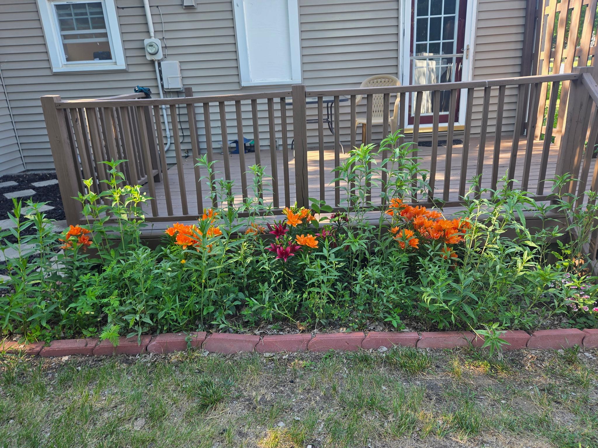 Backyard flowers