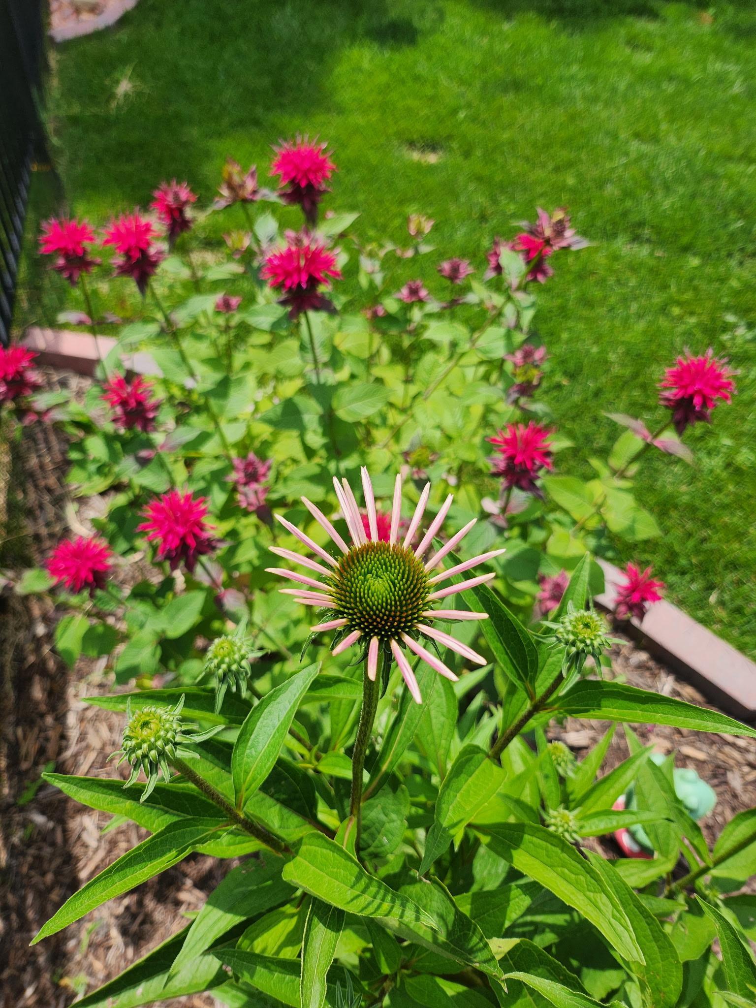 perennials for you each year