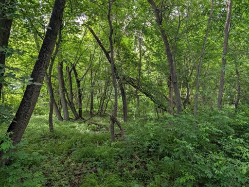 TBD 477th Avenue, New York Mills, MN 56567