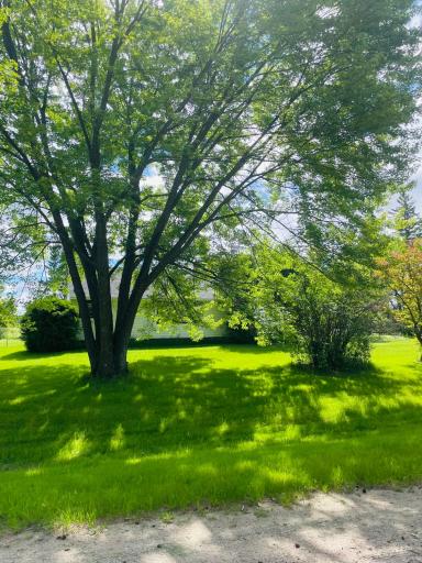 Large maple