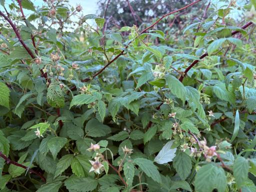 Raspberries!!!