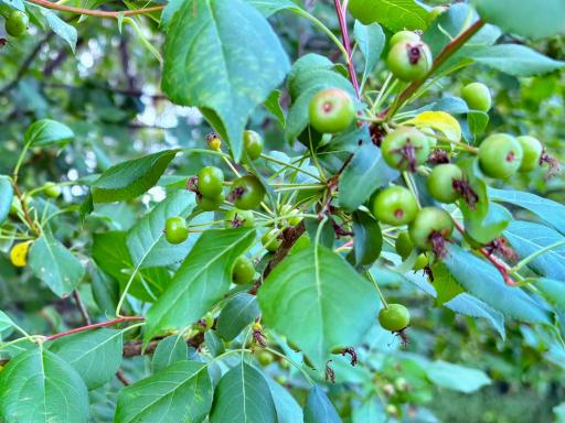 Fruit trees growing
