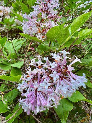 HUGE lilac bushes that smell AMAZING!