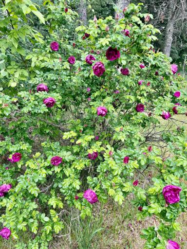 Rose bushes