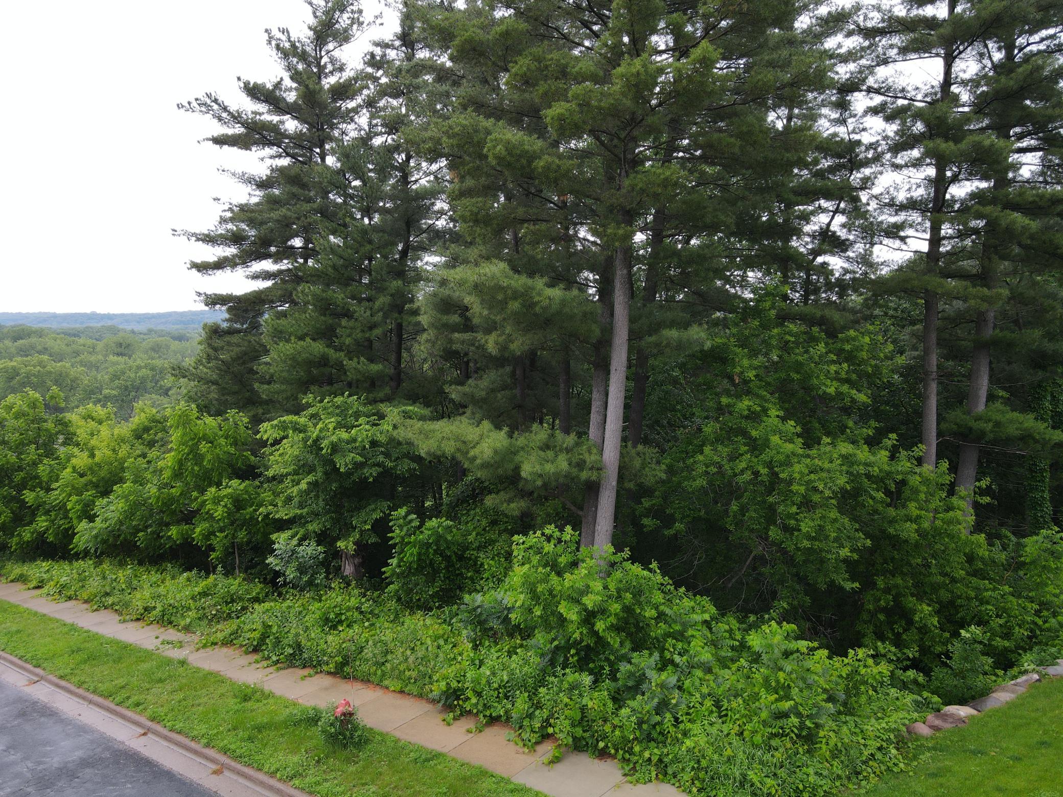 Wooded lot