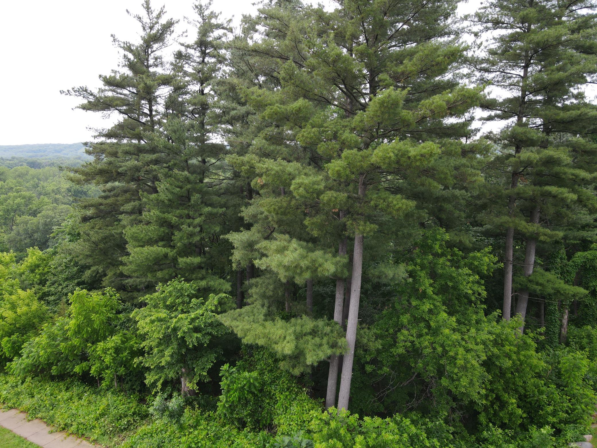 Massive white pine shade trees