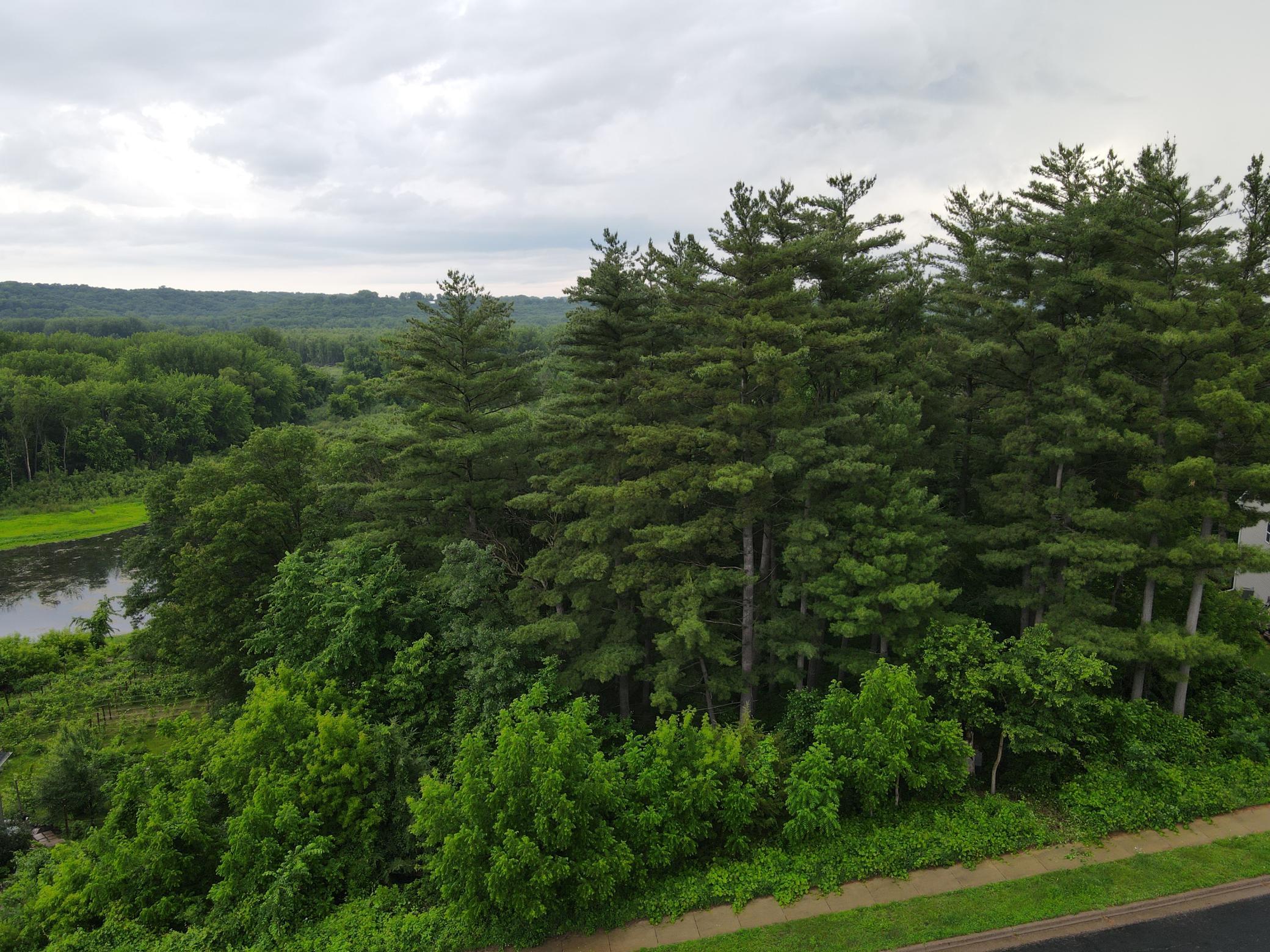 Wooded Lot