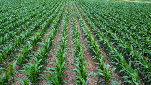 TBD Dove Avenue, Joice, IA 50446