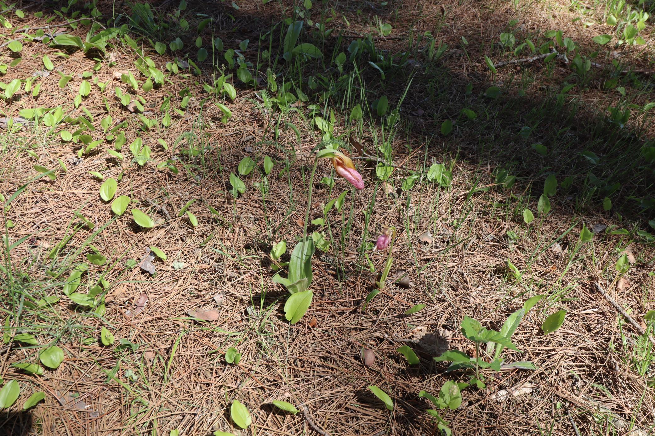 Lady's Slipper