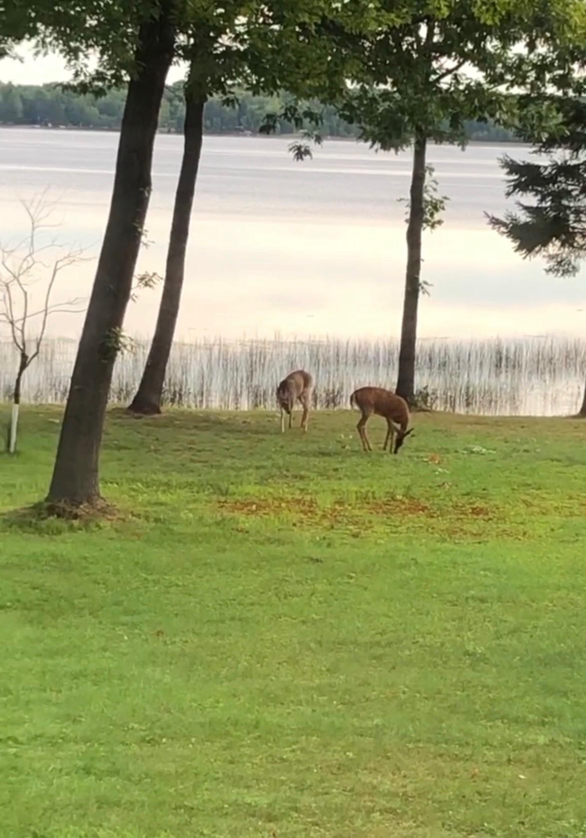Gentle Visitors