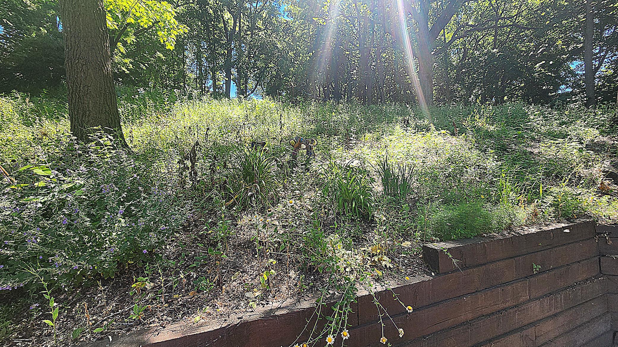 park-like back yard area