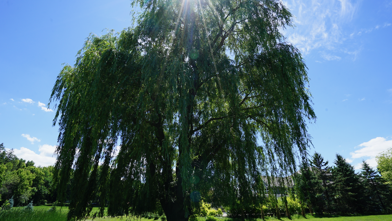 Ye old weepin' willow tree.
