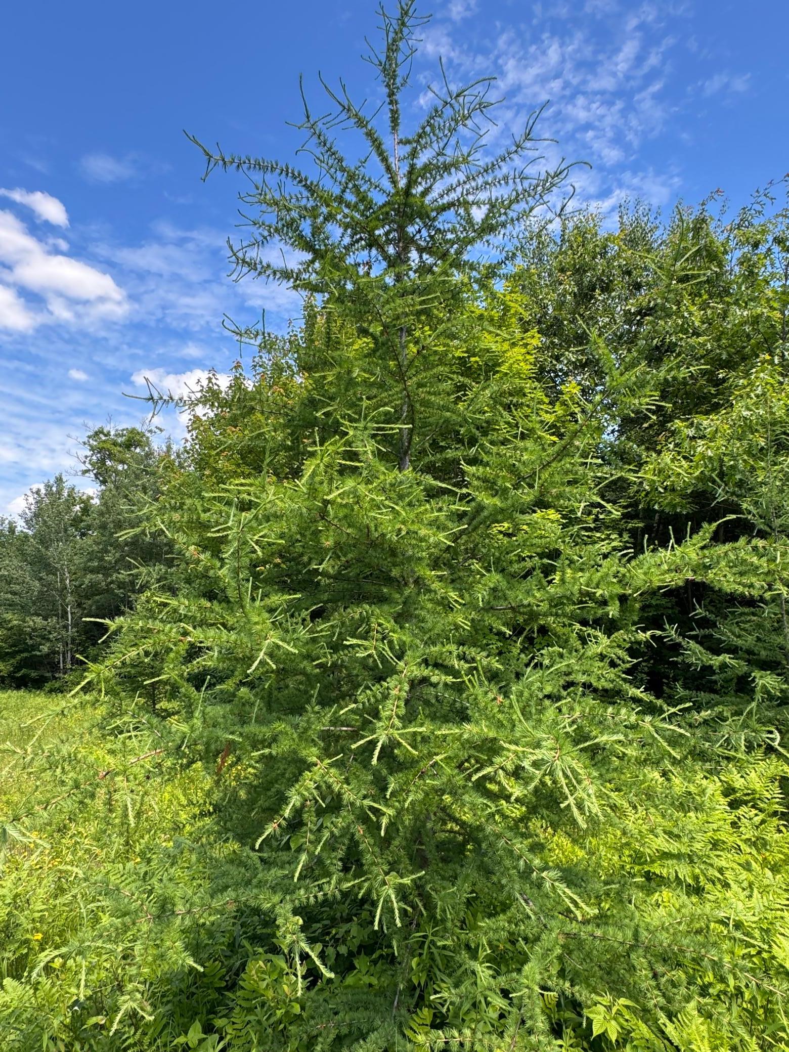 The property is currently in the Sustainable Forest program. The annual income nearly pays the annual real estate taxes.