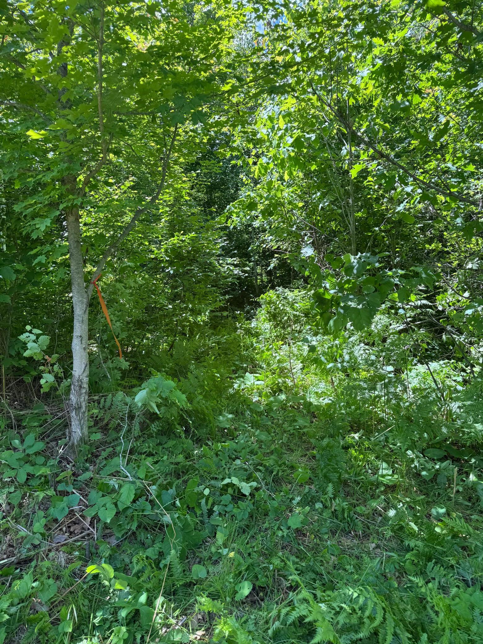 Marked path to a west side deer stand from the building site.