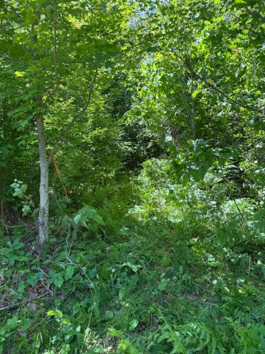 Marked path to a west side deer stand from the building site.