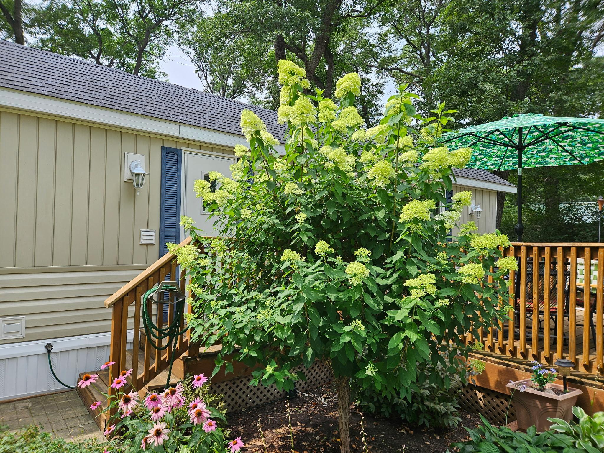 Privacy created with mature shrub