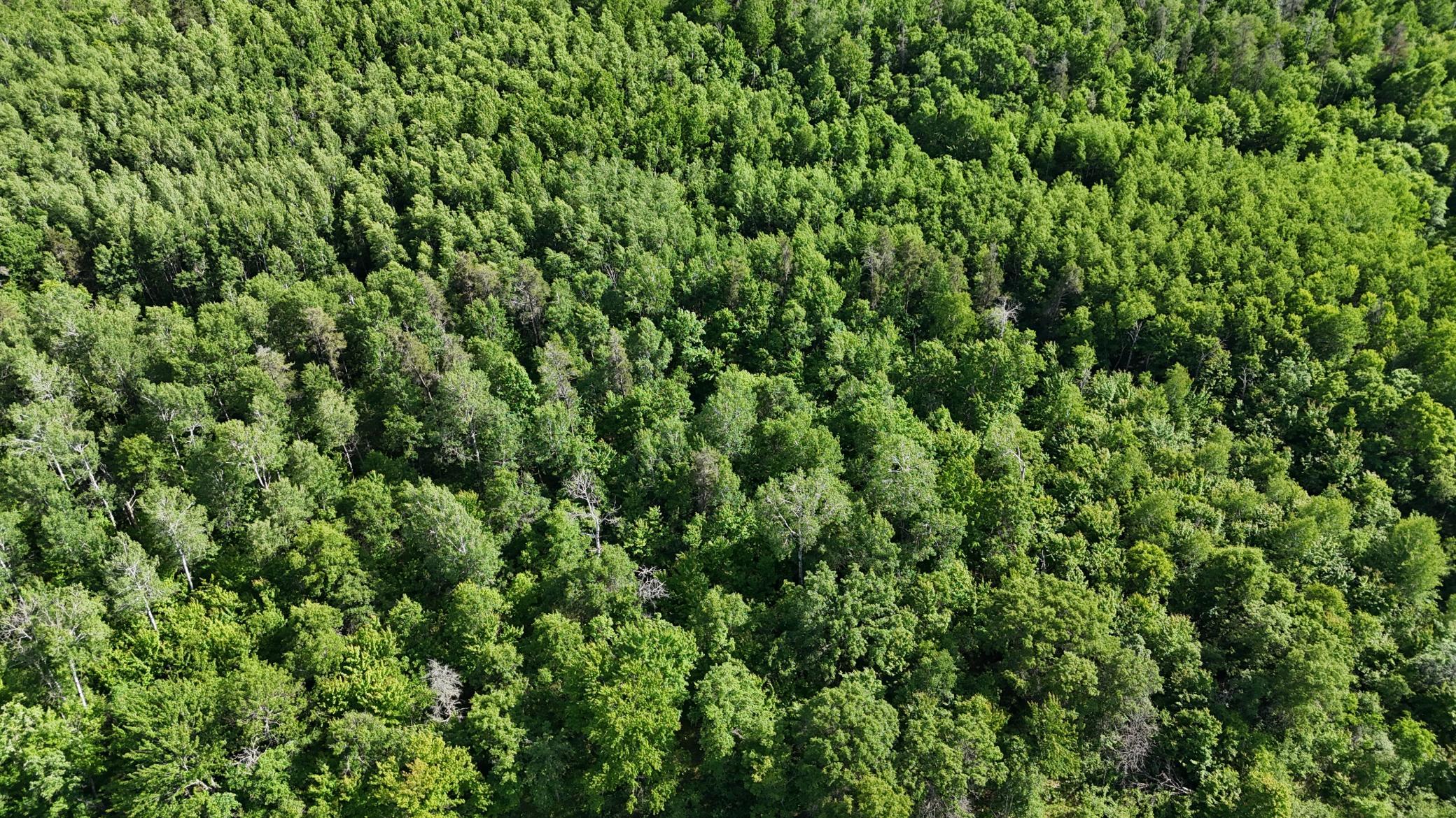 DJI_20260616170444_0620_D.JPG