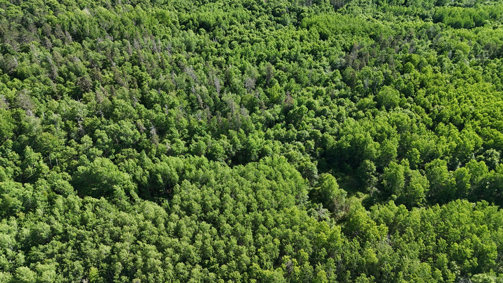 DJI_20260616170518_0622_D.JPG