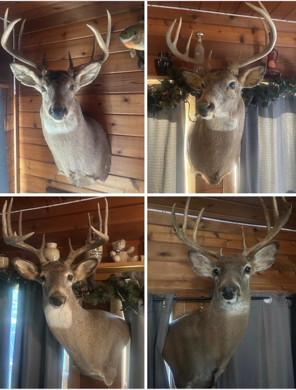 Some of the many nice bucks harvested from the property