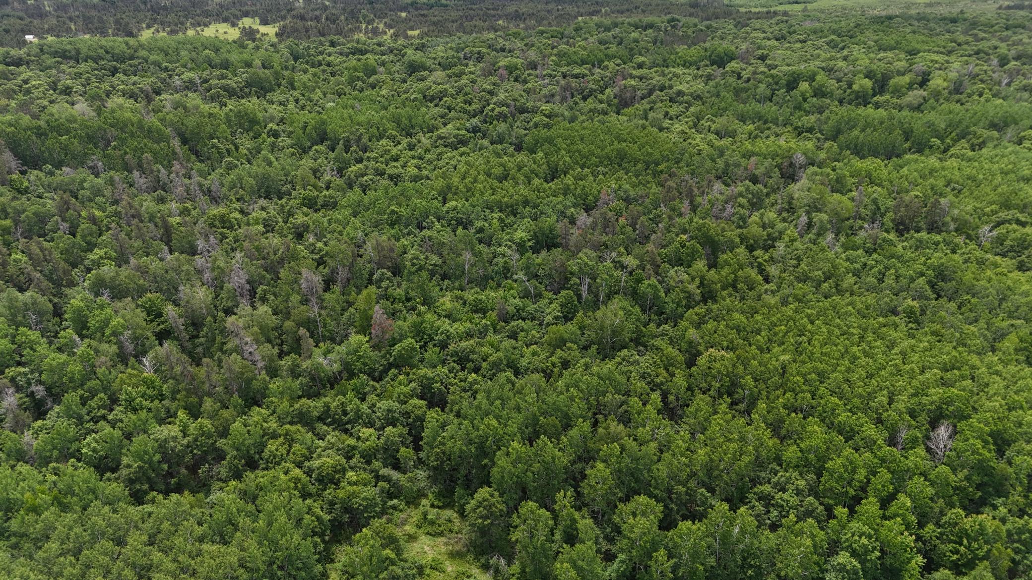 DJI_20260623130121_0682_D.JPG