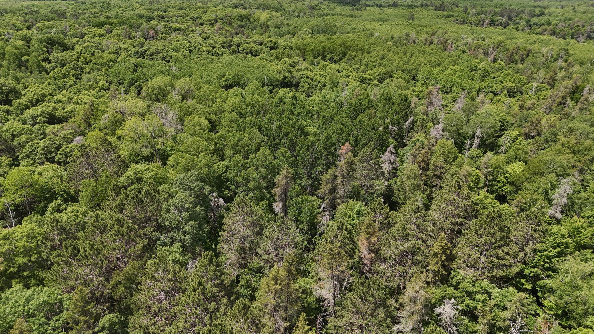 DJI_20260623125455_0662_D.JPG