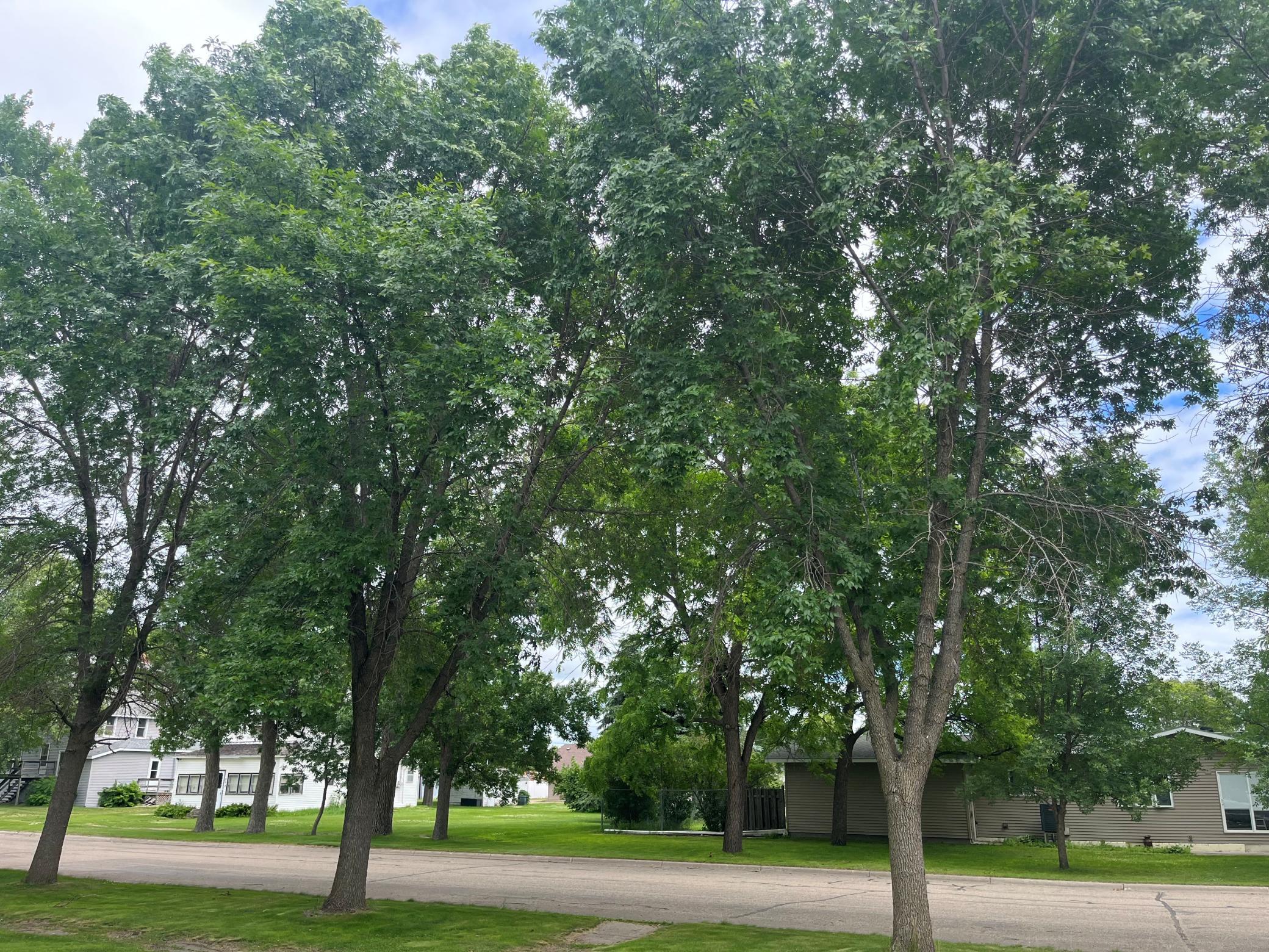 front yard trees.jpg