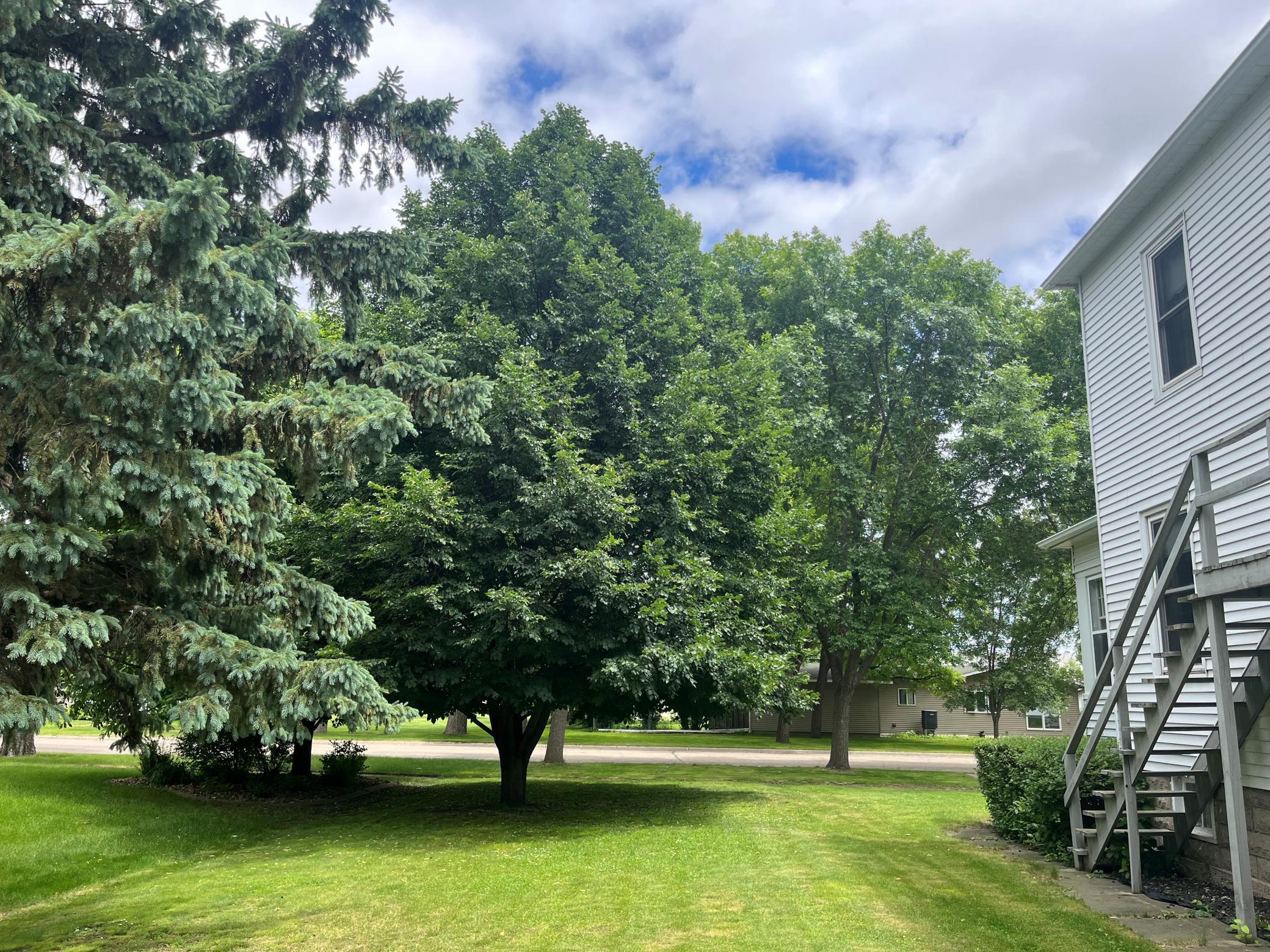 North yard linden tree.jpg