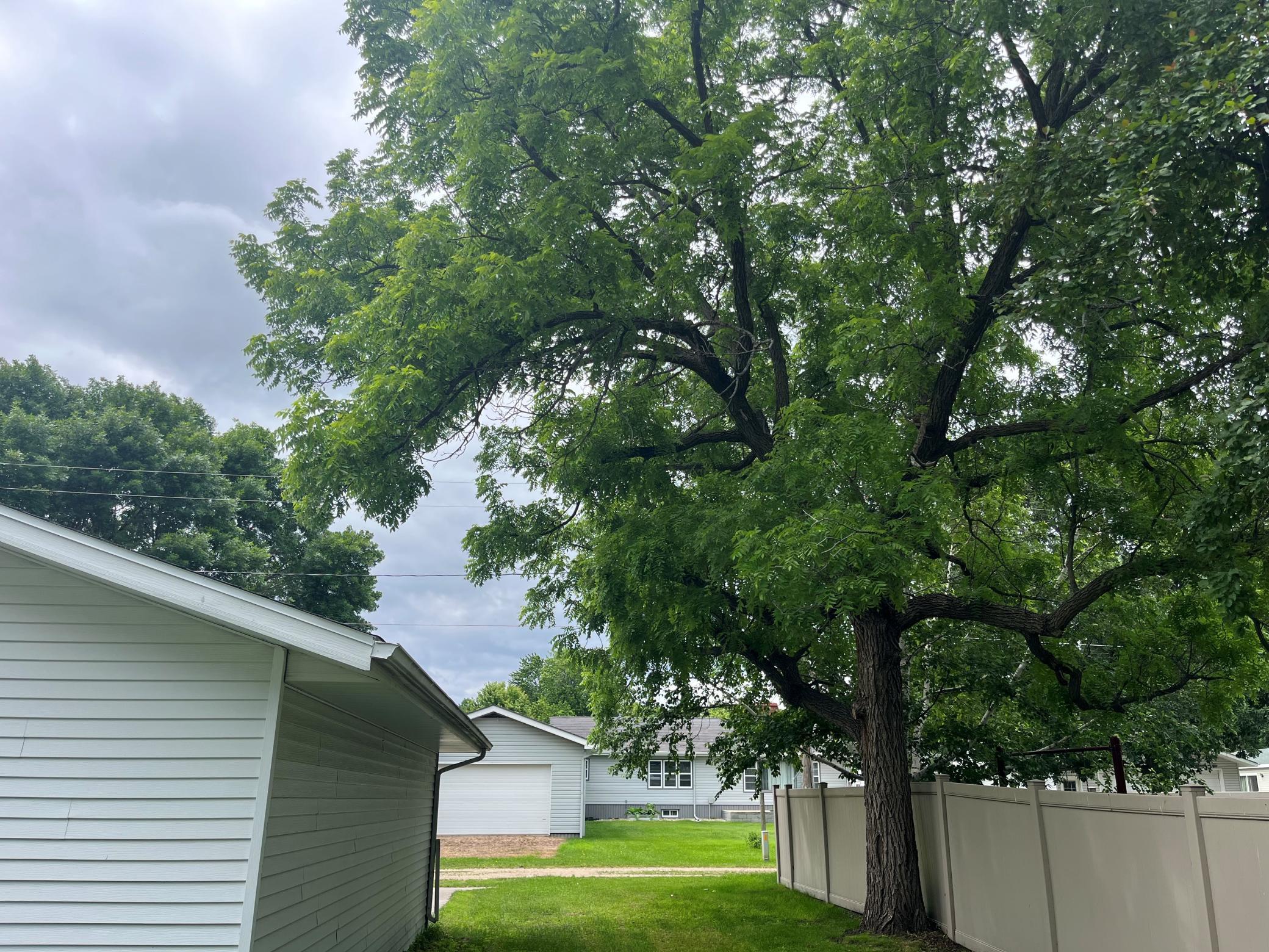 NW yard large black walnut tree.jpg