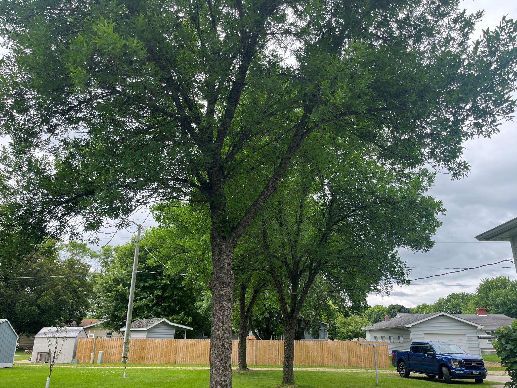 SW yard 2.jpg