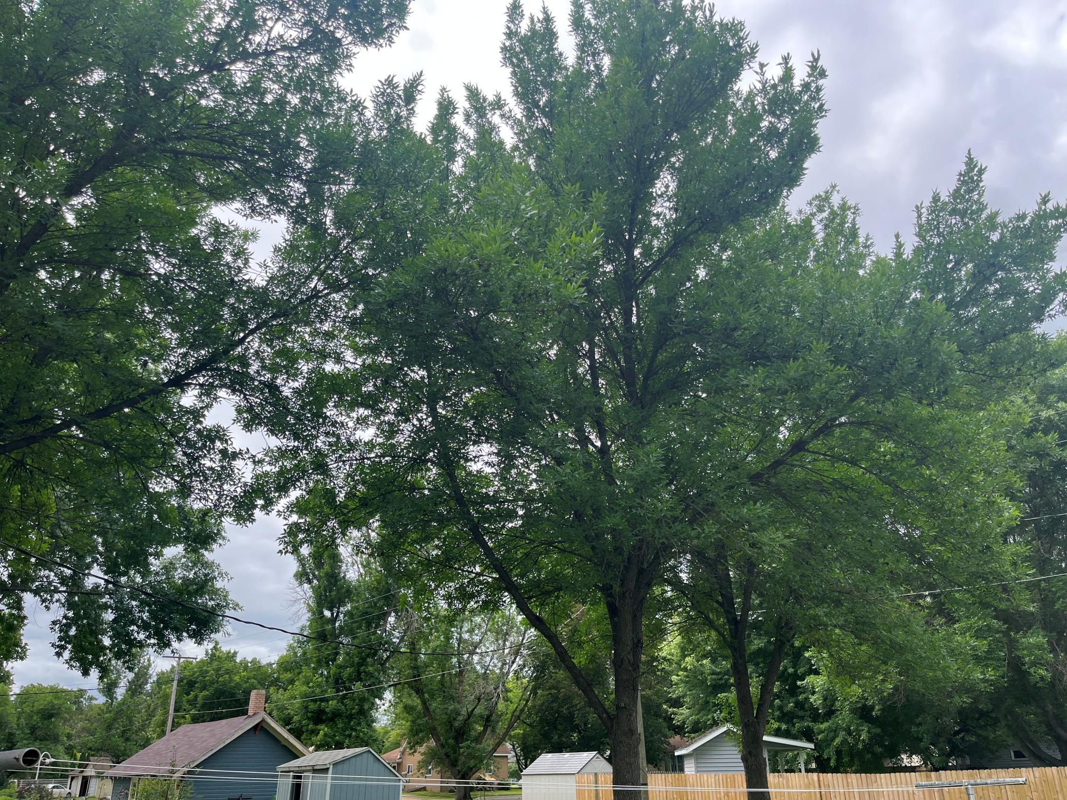 SW yard.jpg
