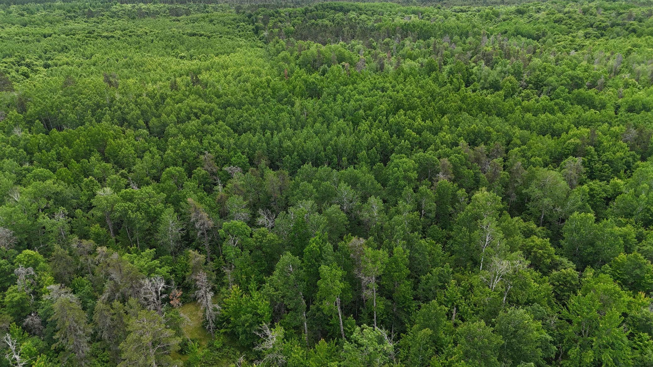 DJI_20260623130019_0678_D.JPG