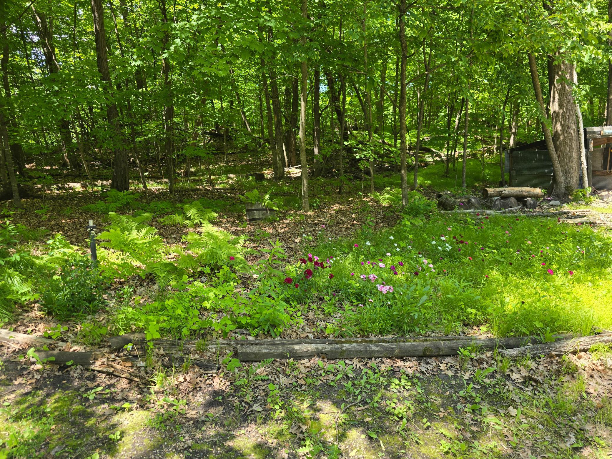Clearing on property.jpg