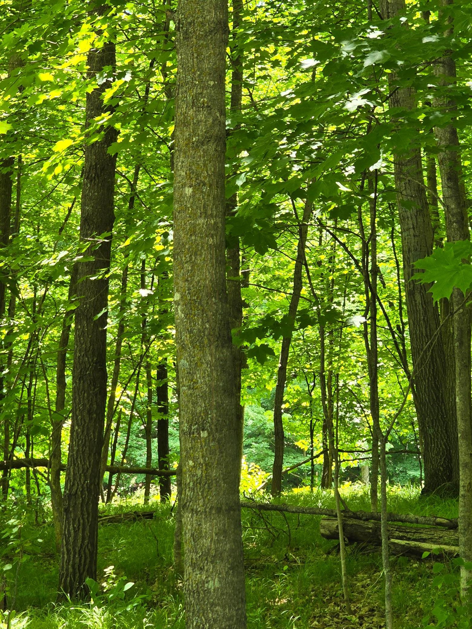 Summer on the property.jpg