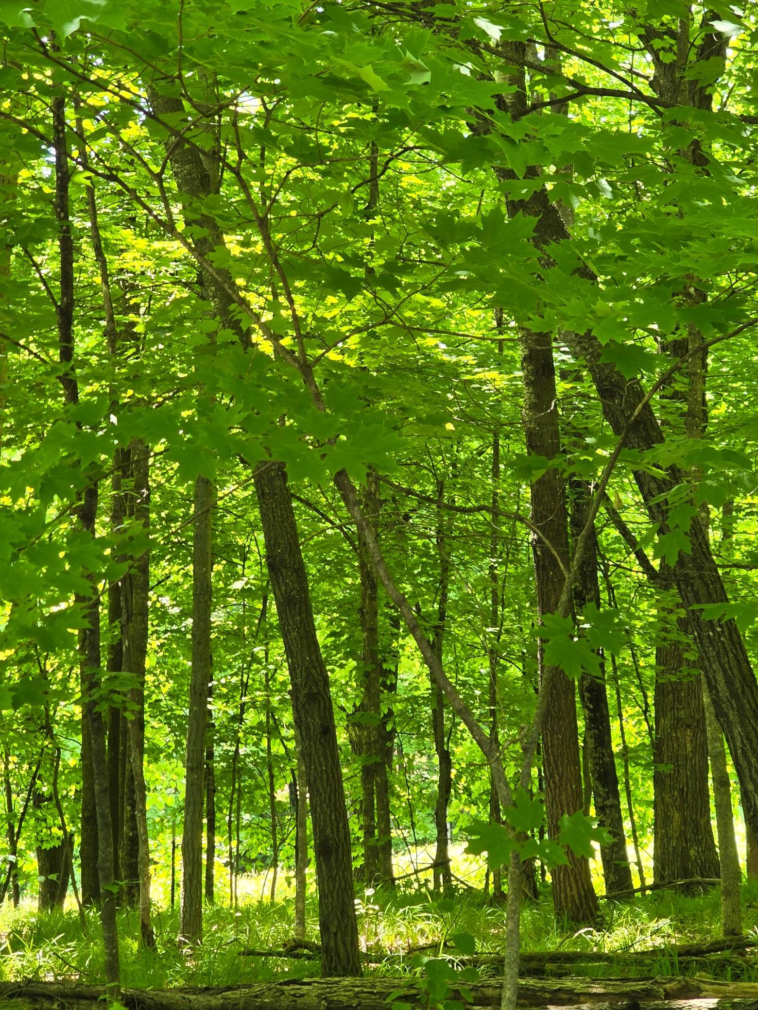 Property trees.jpg