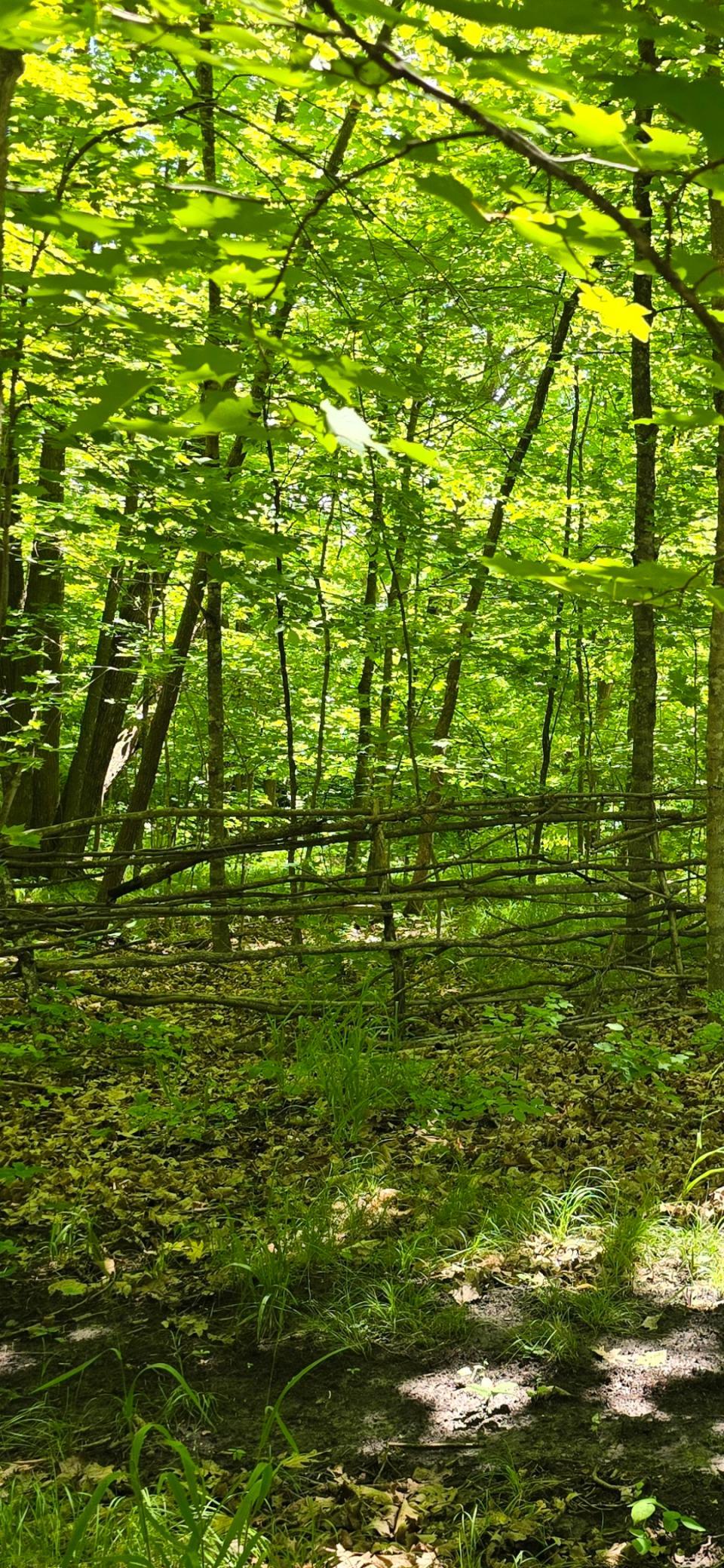 rustic branch fence.jpg