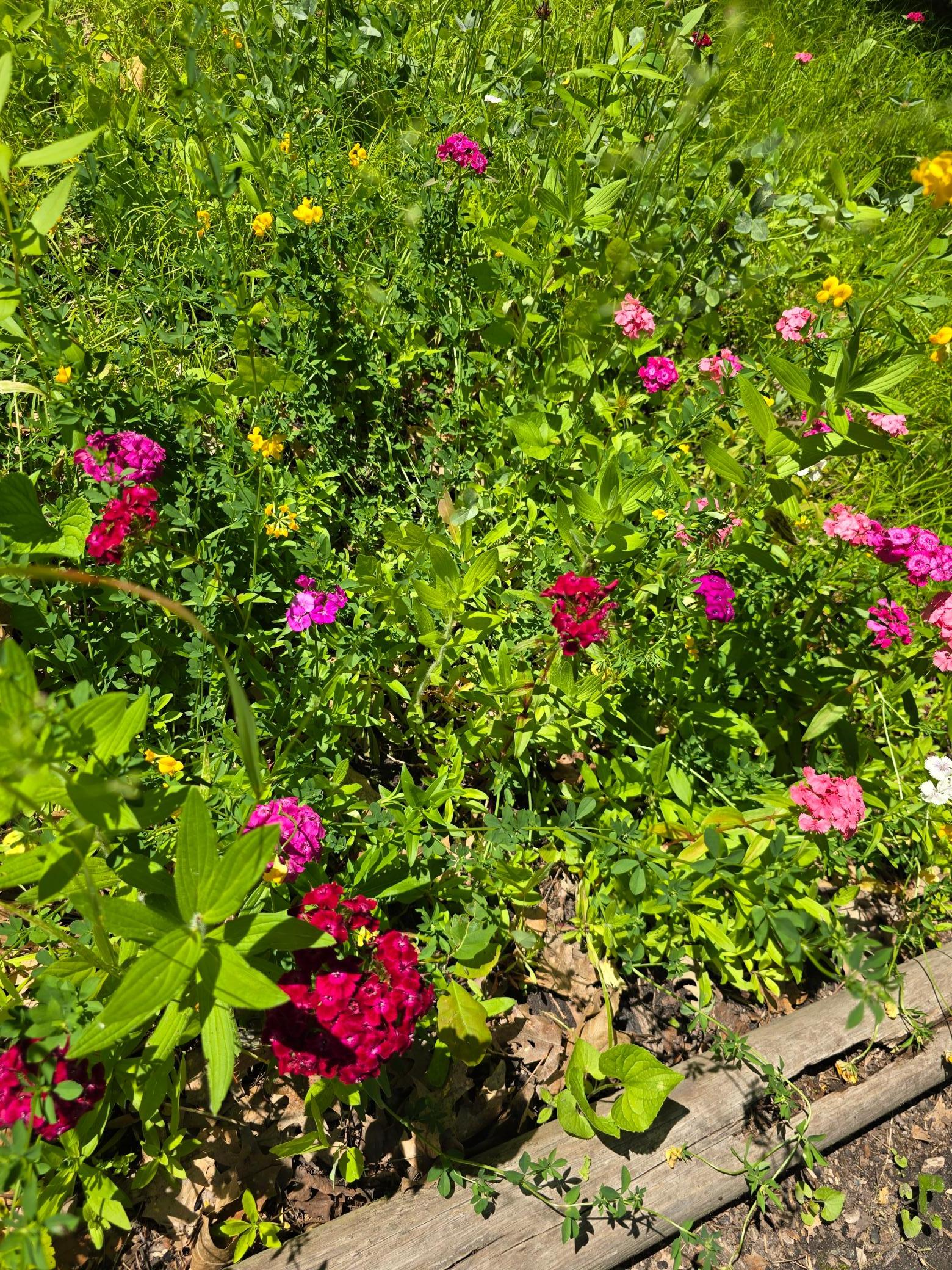 Flower patch.jpg