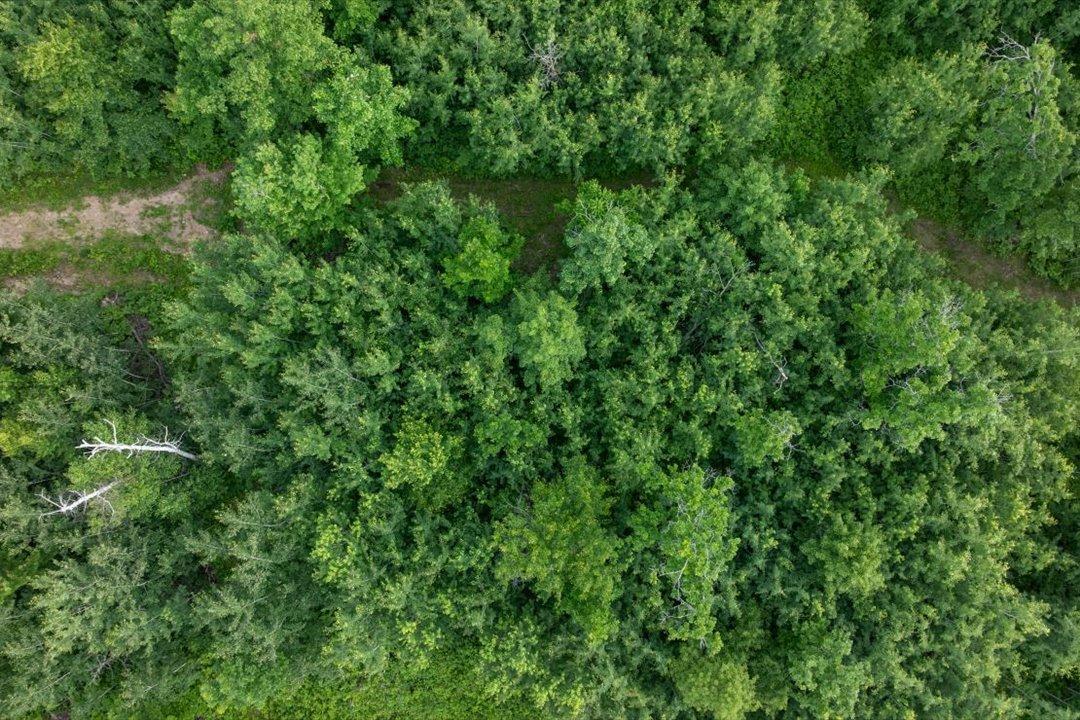 Lush Trees