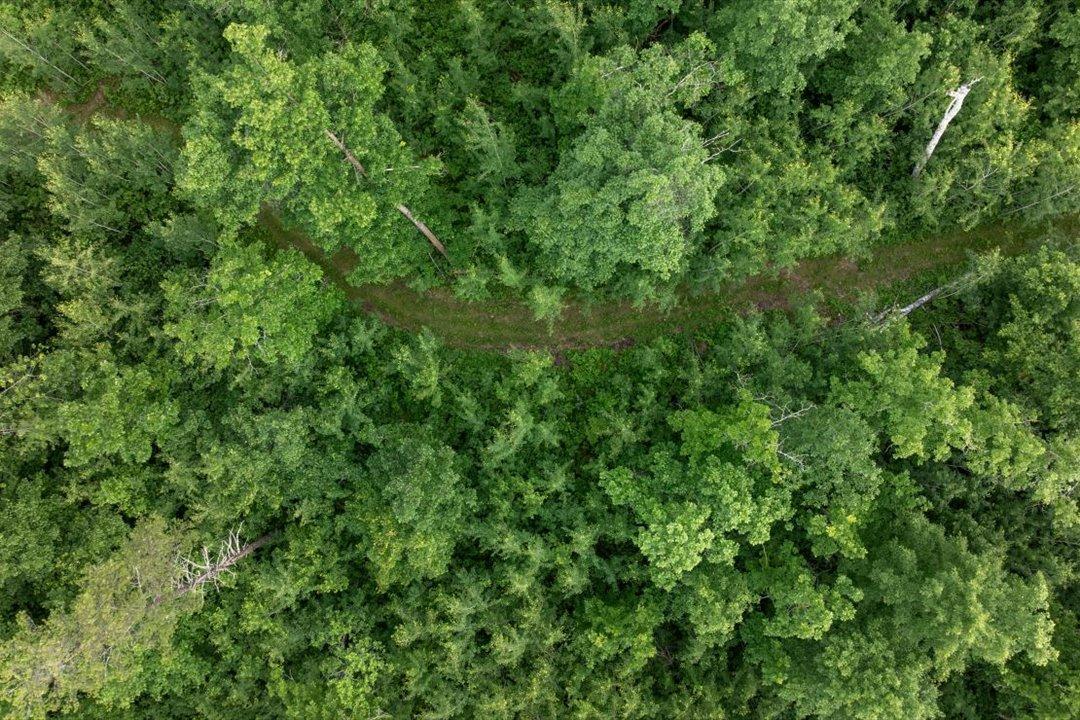 Trails Throughout