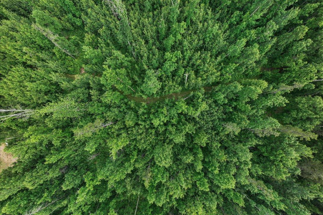 Pines