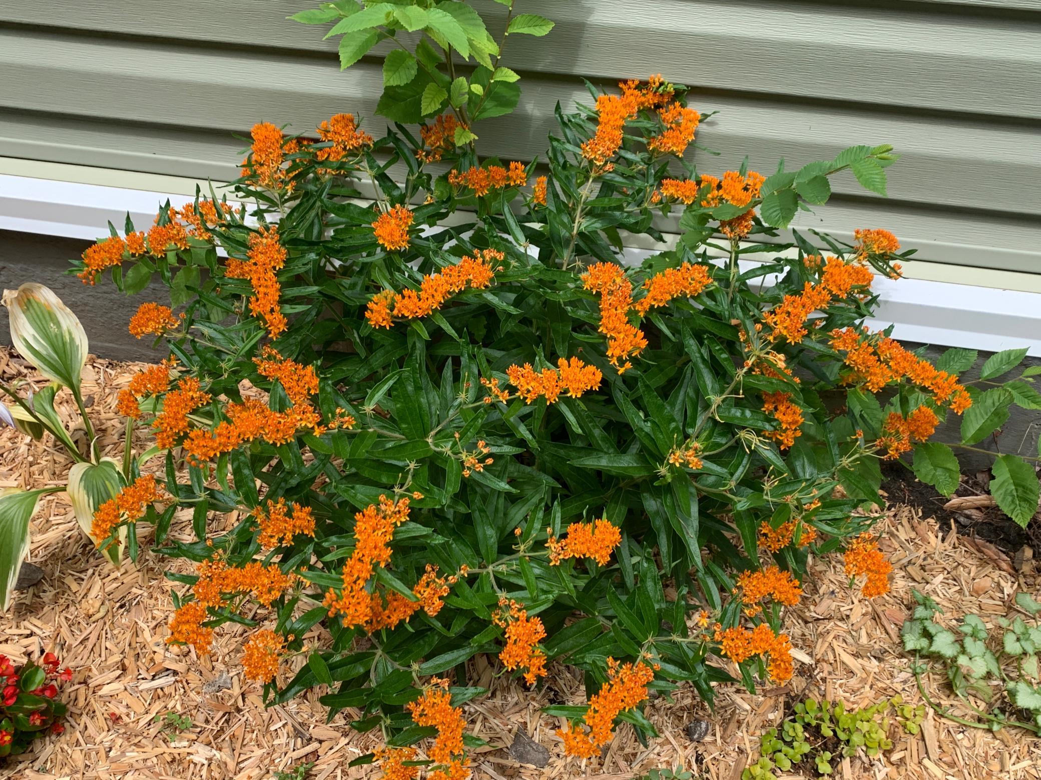 Photo 44