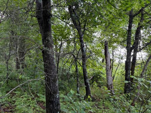 TBD 340th Street, Menahga, MN 56464