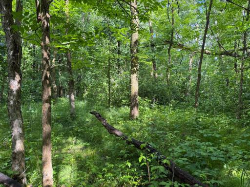 TBD 340th Street, Menahga, MN 56464