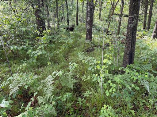 TBD 340th Street, Menahga, MN 56464
