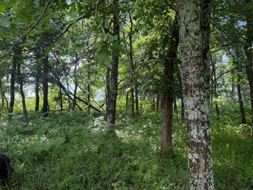 TBD 340th Street, Menahga, MN 56464