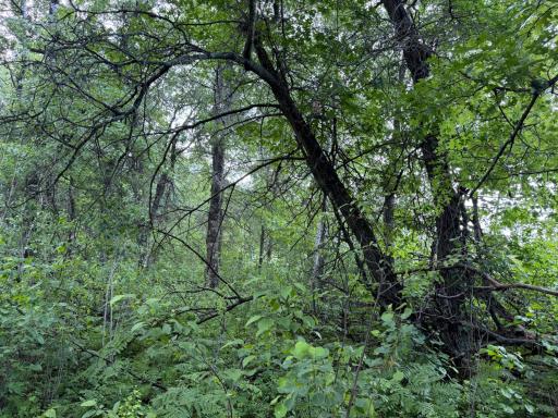 TBD 340th Street, Menahga, MN 56464