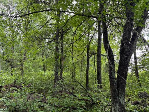 TBD 340th Street, Menahga, MN 56464
