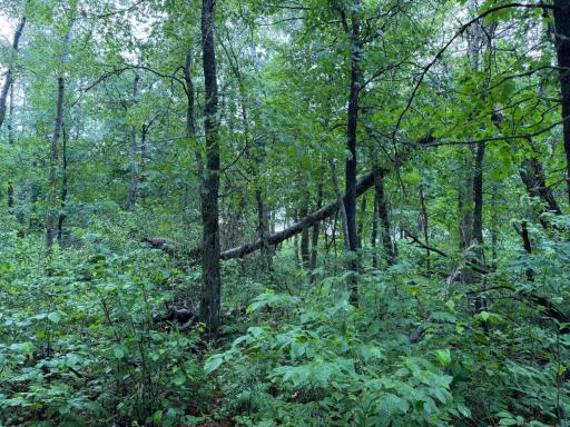 TBD 340th Street, Menahga, MN 56464