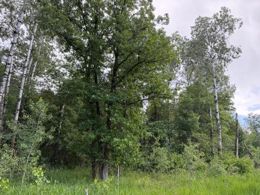 TBD 340th Street, Menahga, MN 56464