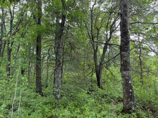 TBD 340th Street, Menahga, MN 56464